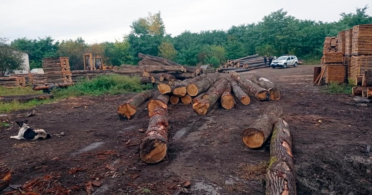 У підприємця з Брусниці поліціянти вилучили колоди дуба, бо він не мав на них документів