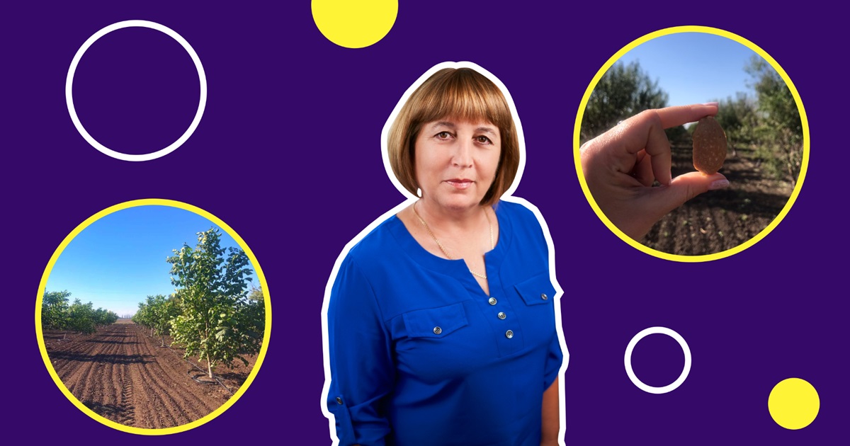 Це єдина плантація мигдалю в Донецькій області. Тут вже зібрали перший врожай