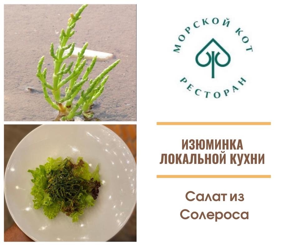 салат из солероса