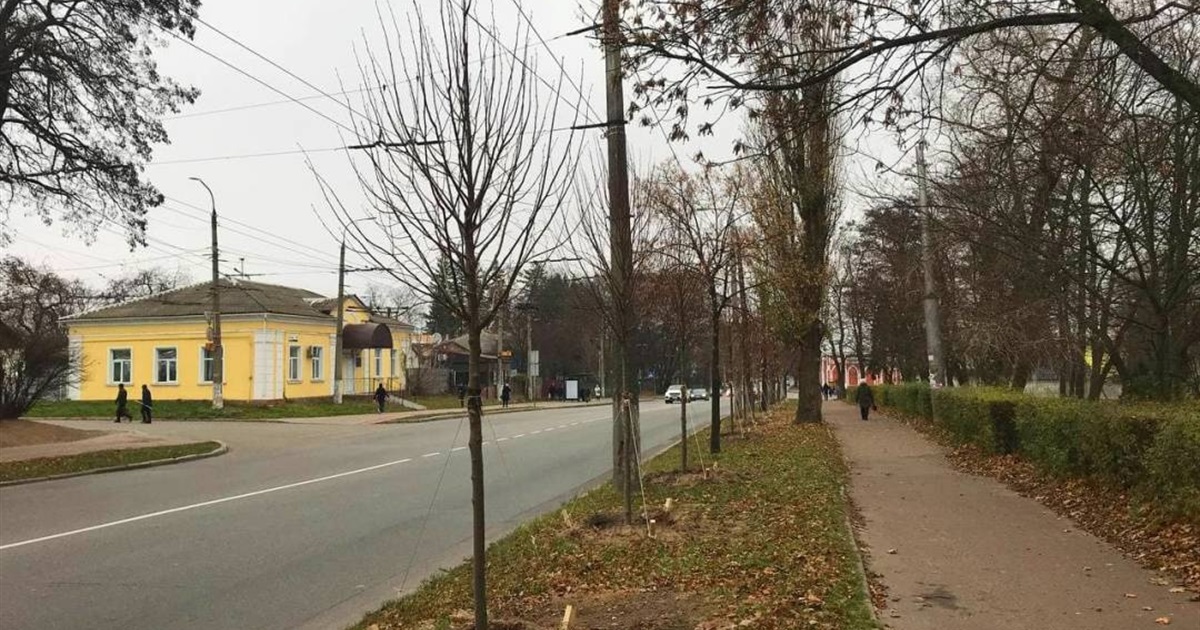 Чернігівські комунальники наближаються до позначки у 500 висаджених дерев. І це тільки за цю осінь