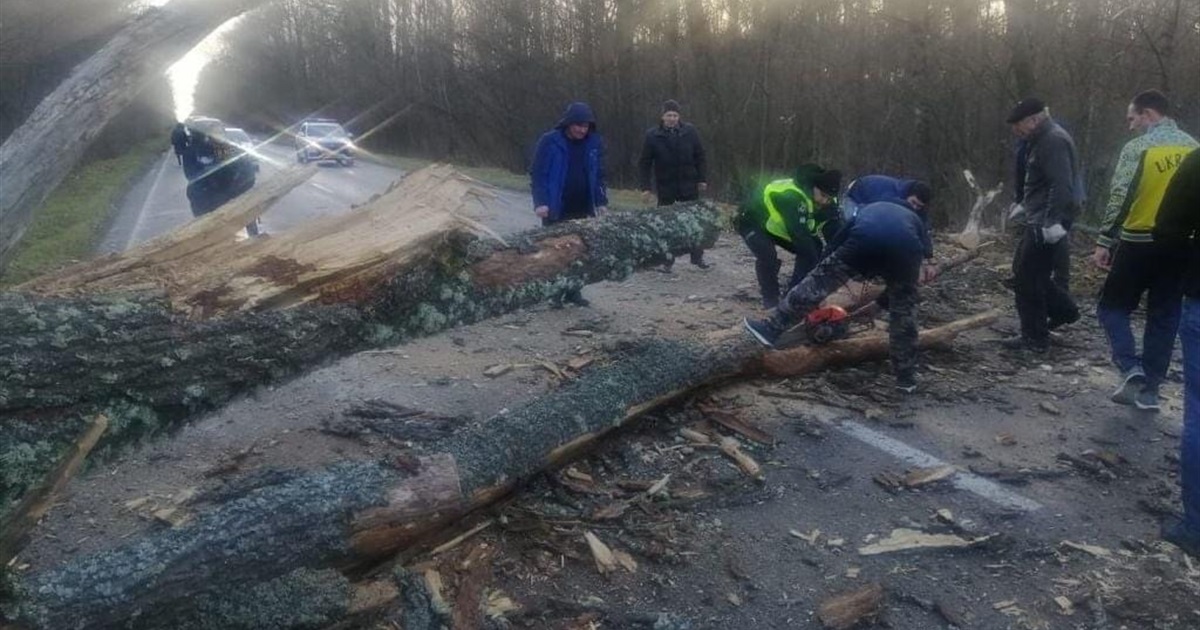 Шквальний вітер ламає дерева та паркани. В області ліквідовують наслідки