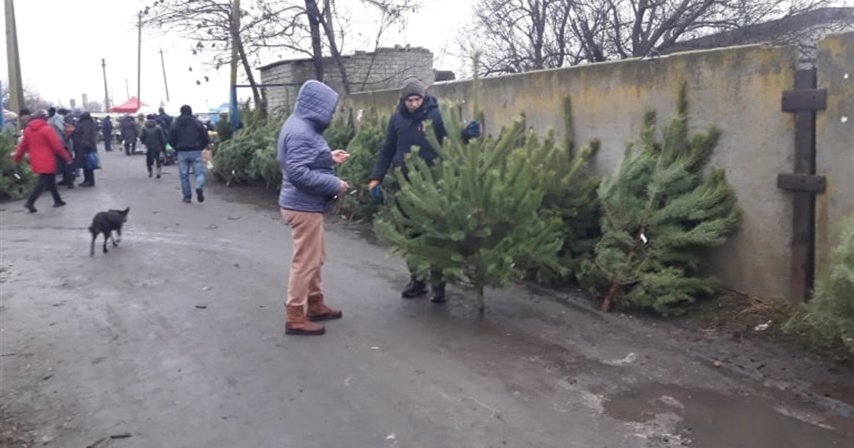 У Нижніх Сірогозах почав працювати ялинковий базар: асортимент і ціни на головний новорічний атрибут