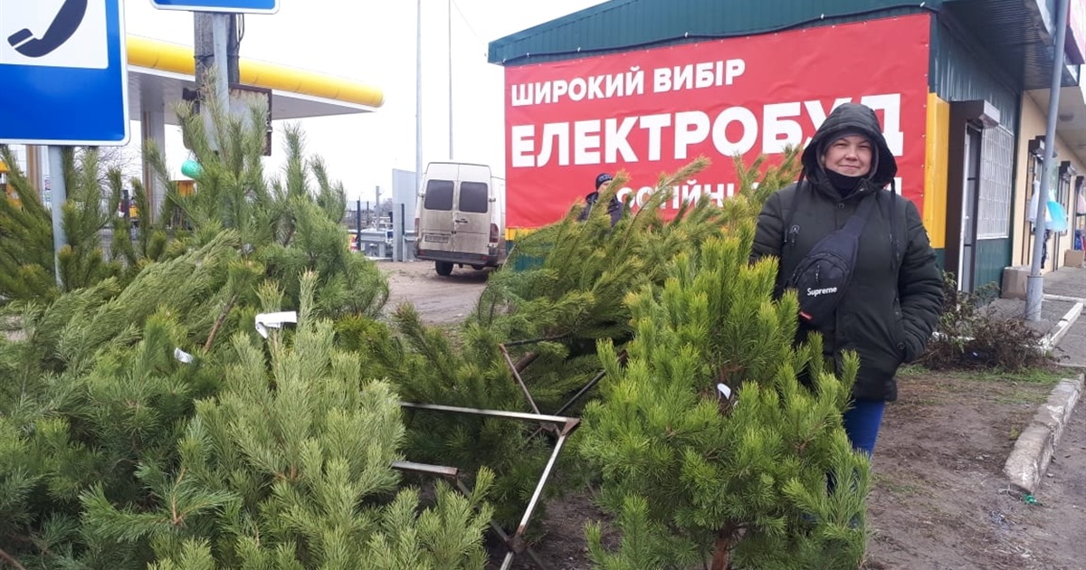 Від ста гривень: у Переяславі почали продавати живі ялинки