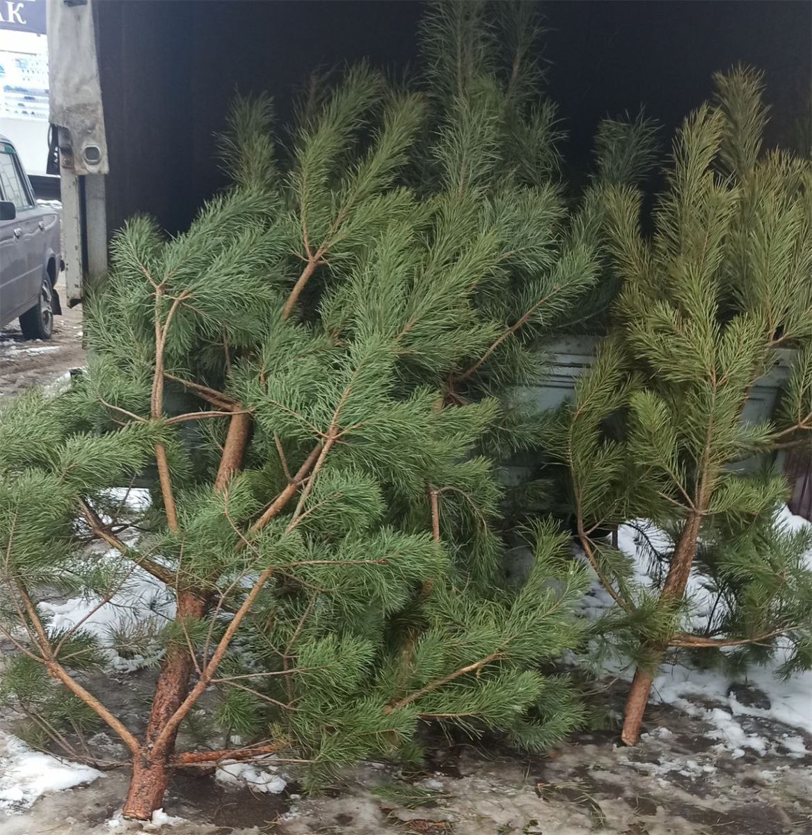 Сосни на районному ринку