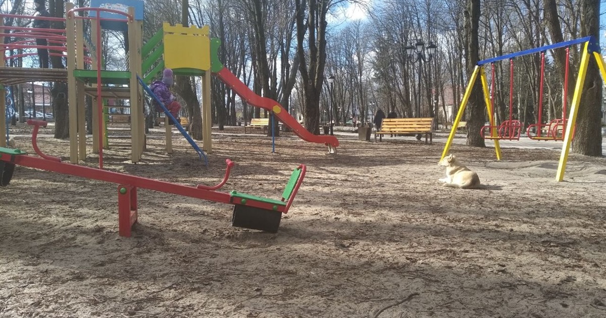 У центрі Волновахи собаки кидаються на перехожих: відео