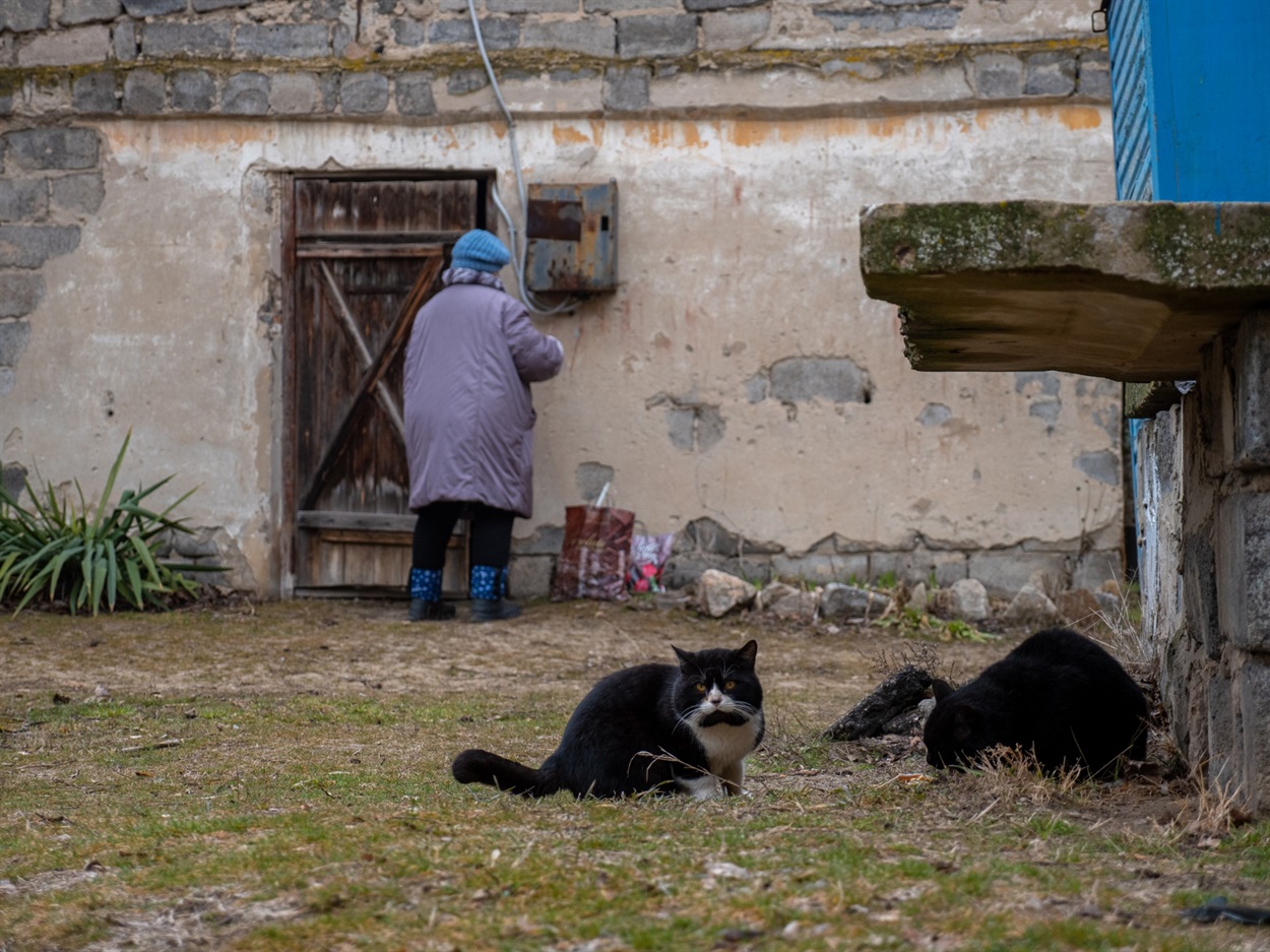 Уличные коты, Счастье