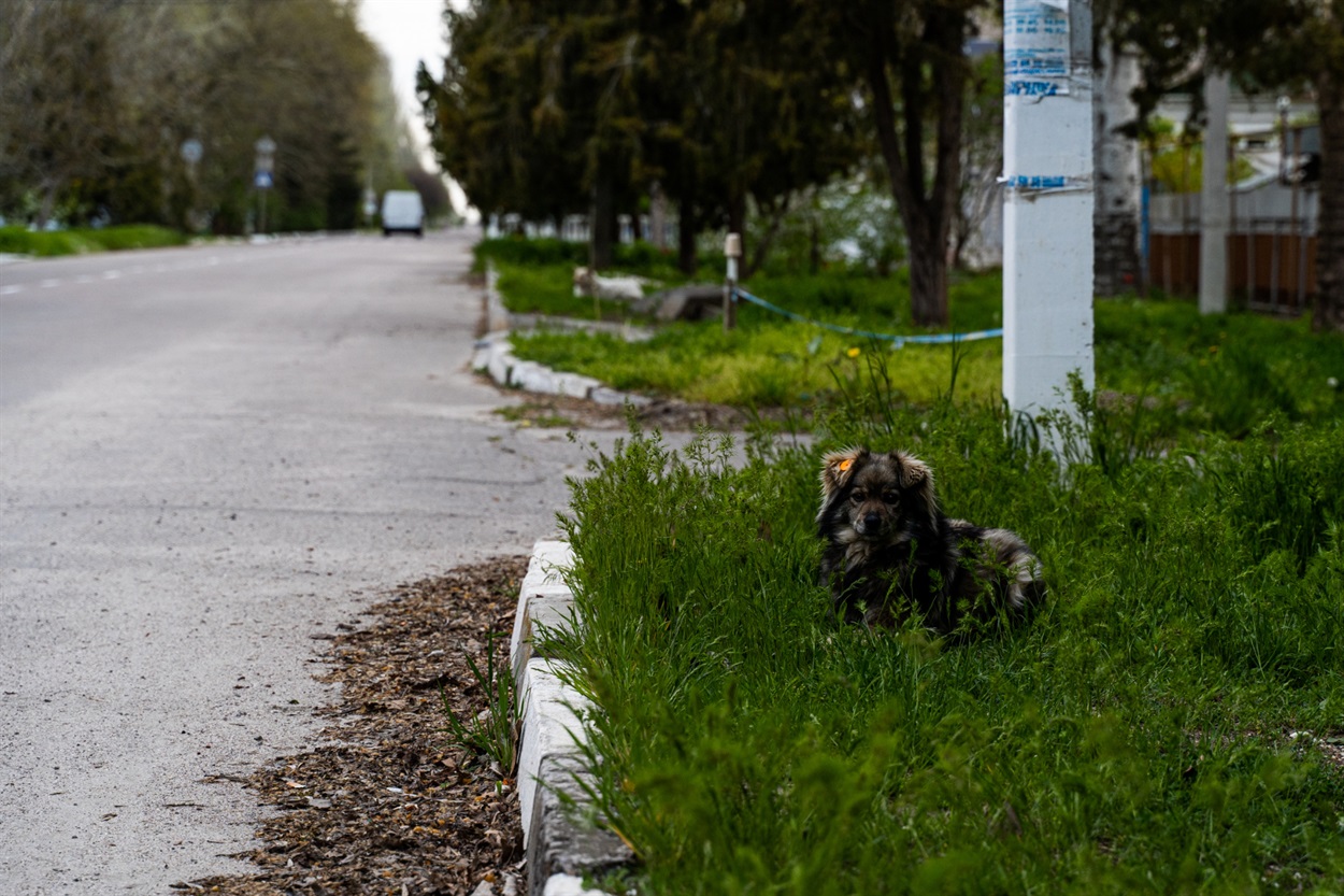 Фотогенічний песик