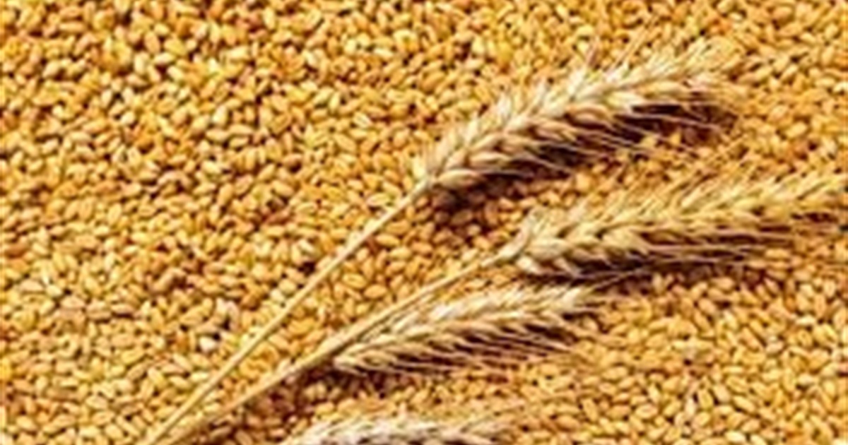 Російські загарбники продають награбоване в Україні зерно лівійському диктатору