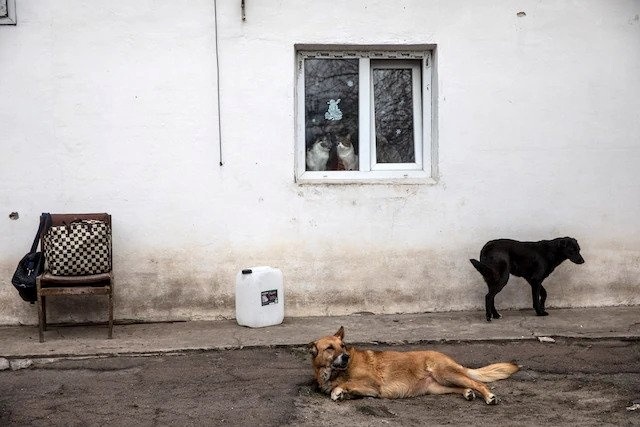 притулок гостомель