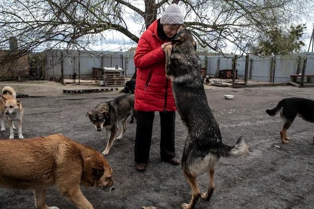 притулок гостомель