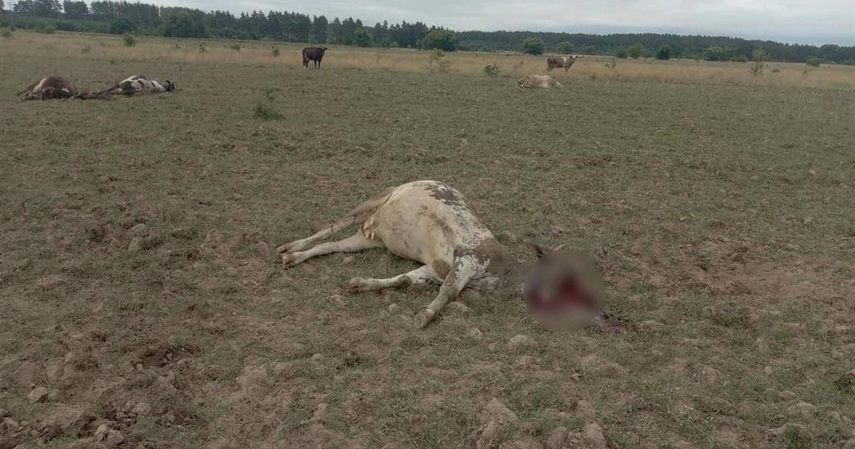 Російські загарбники «Градами» обстріляли пасовище з коровами на Чернігівщині