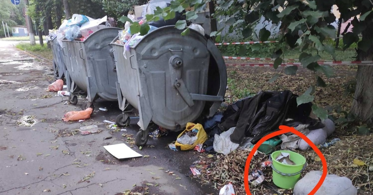 У Жовтих Водах викинули на смітник кошенят: яка їх доля
