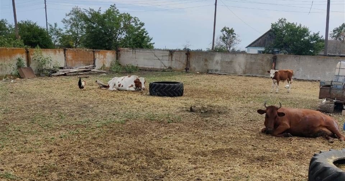 У селі Новопавлівка під ворожим вогнем опинилися корови, тварини загинули - поліція