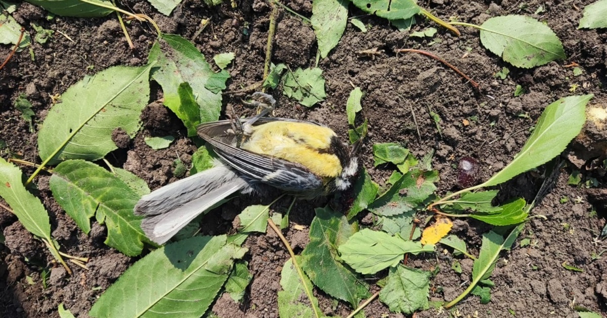 Чернігівщину обстріляли двічі: ворог застосував міномети та РСЗВ