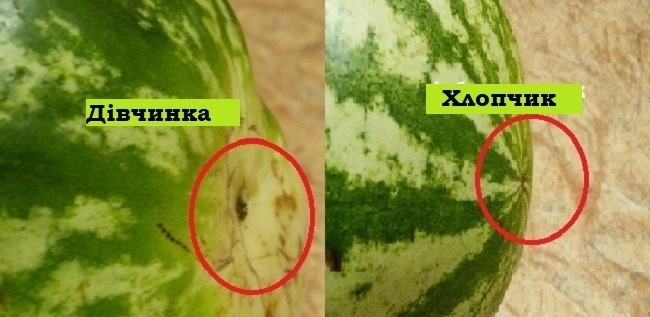 як вибрати кавун 