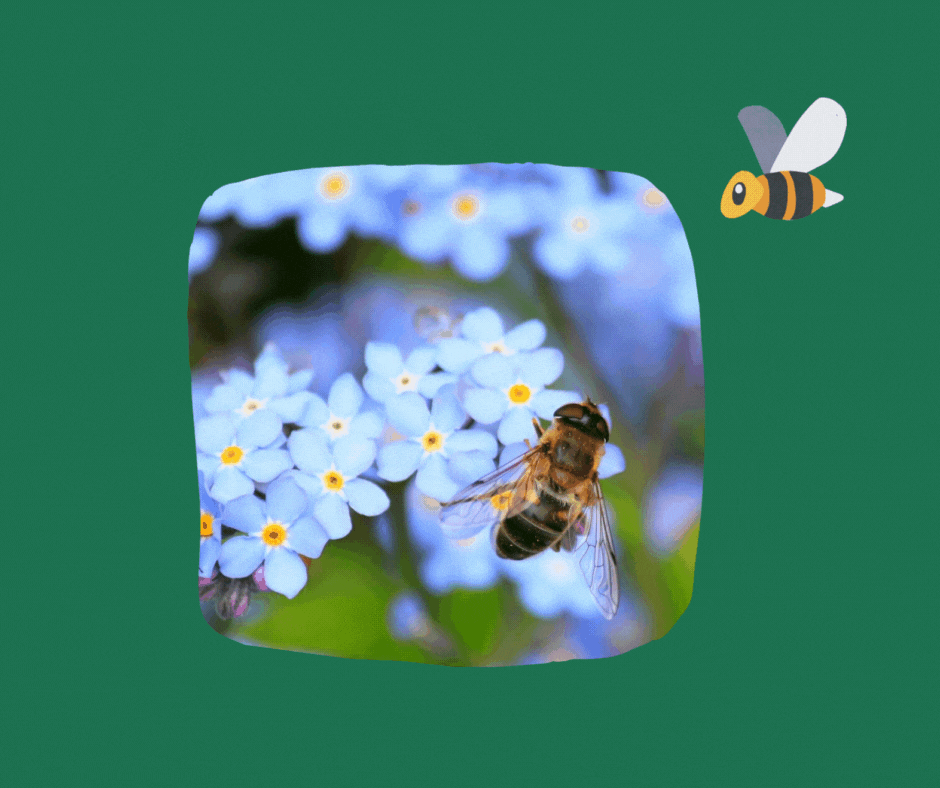 Екорішення 21. Я охороняю бджіл