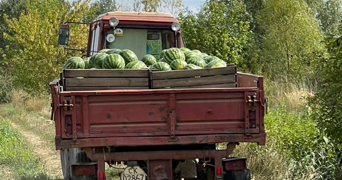 Херсонські кавуни вродили на Закарпатті: релокований з окупації бізнес збирає перший врожай