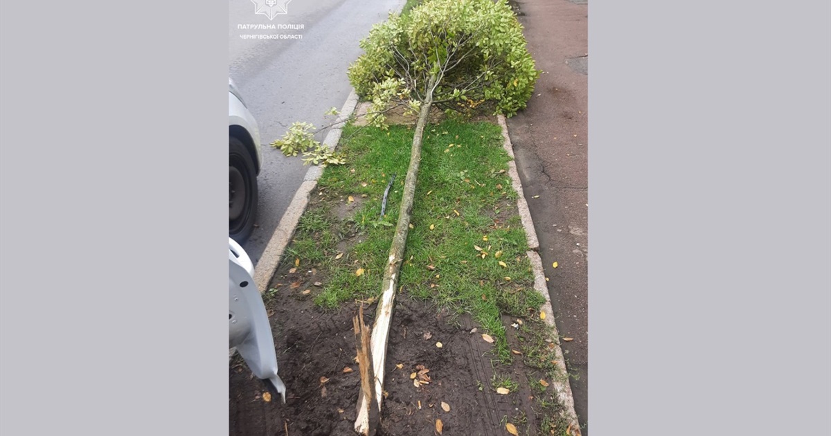 В Чернігові водійка, врізавшись в дерево, зламала його і втекла з місця ДТП: що їй загрожує