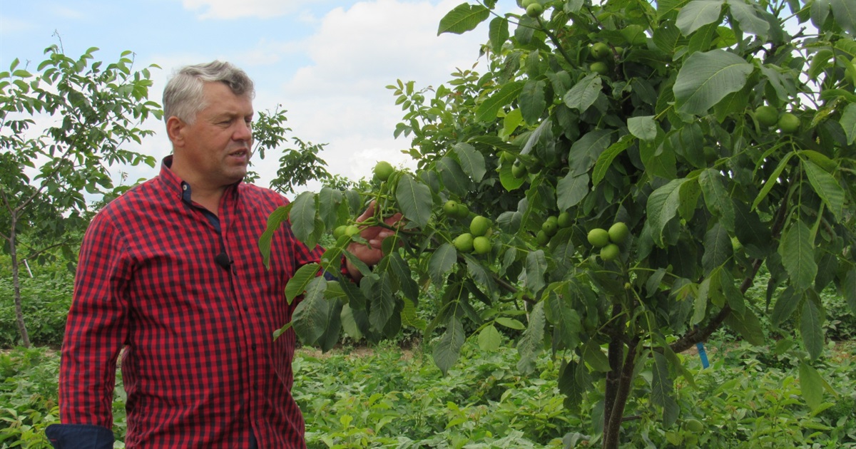 Відстань від межі: куди посадити горіх?