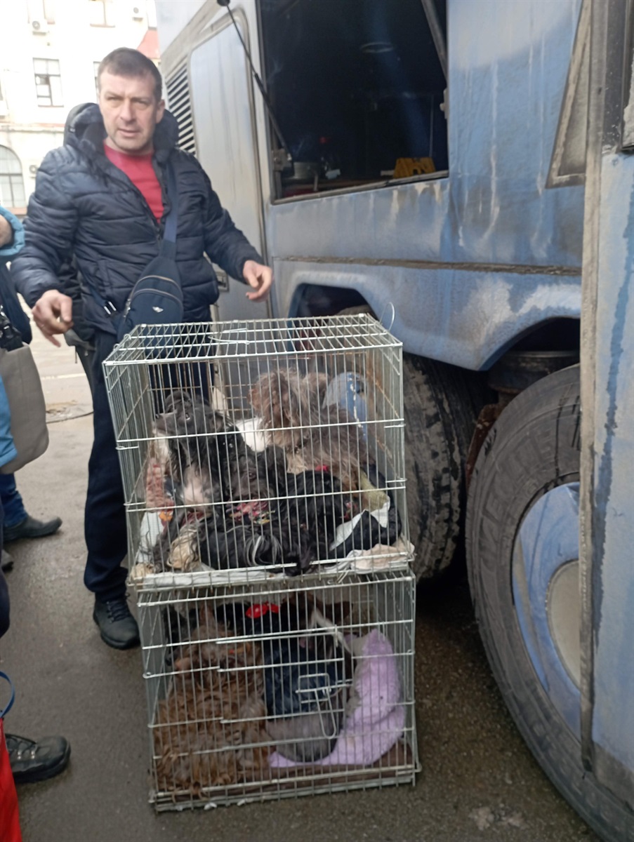 евакуація тварин