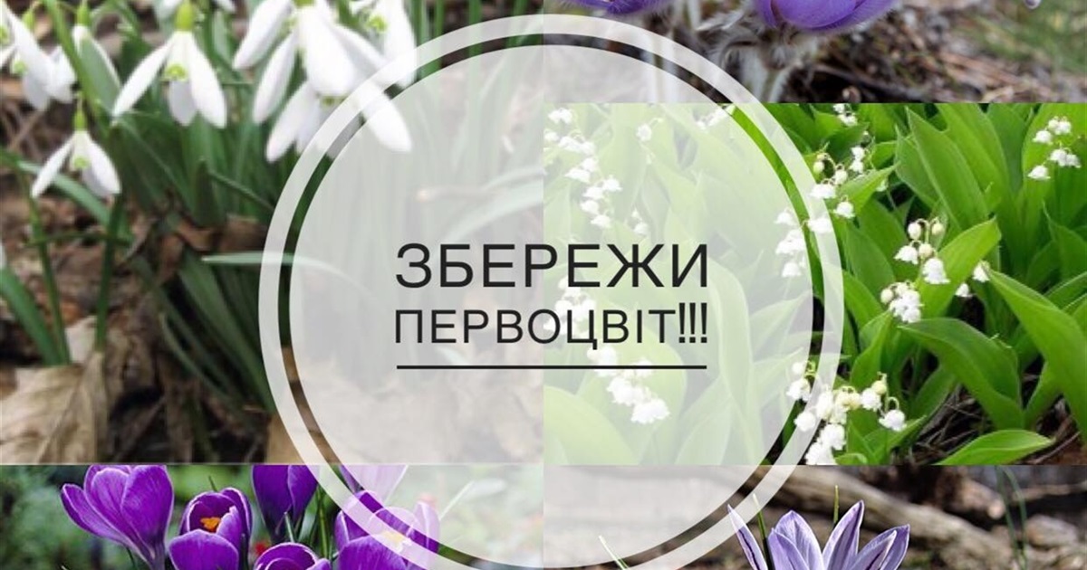 Нікопольський екоцентр оголосив онлайн-конкурс для дітей «Збережи первоцвіт»: як долучитися