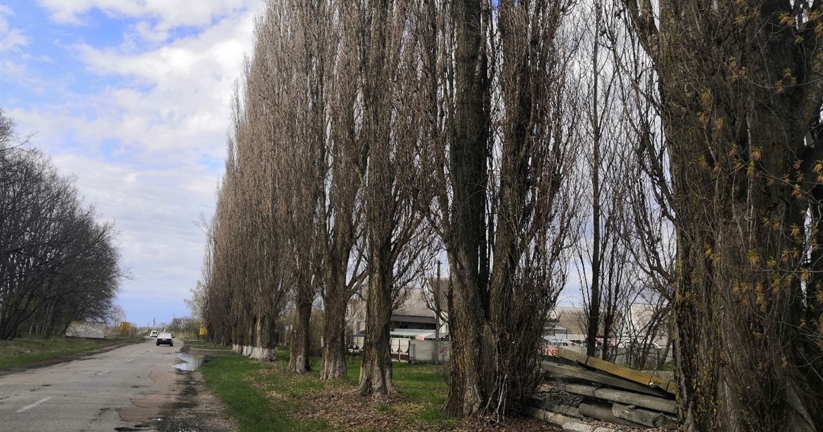 У Переяславській громаді зріжуть іще понад 140 дерев, які визнані аварійними
