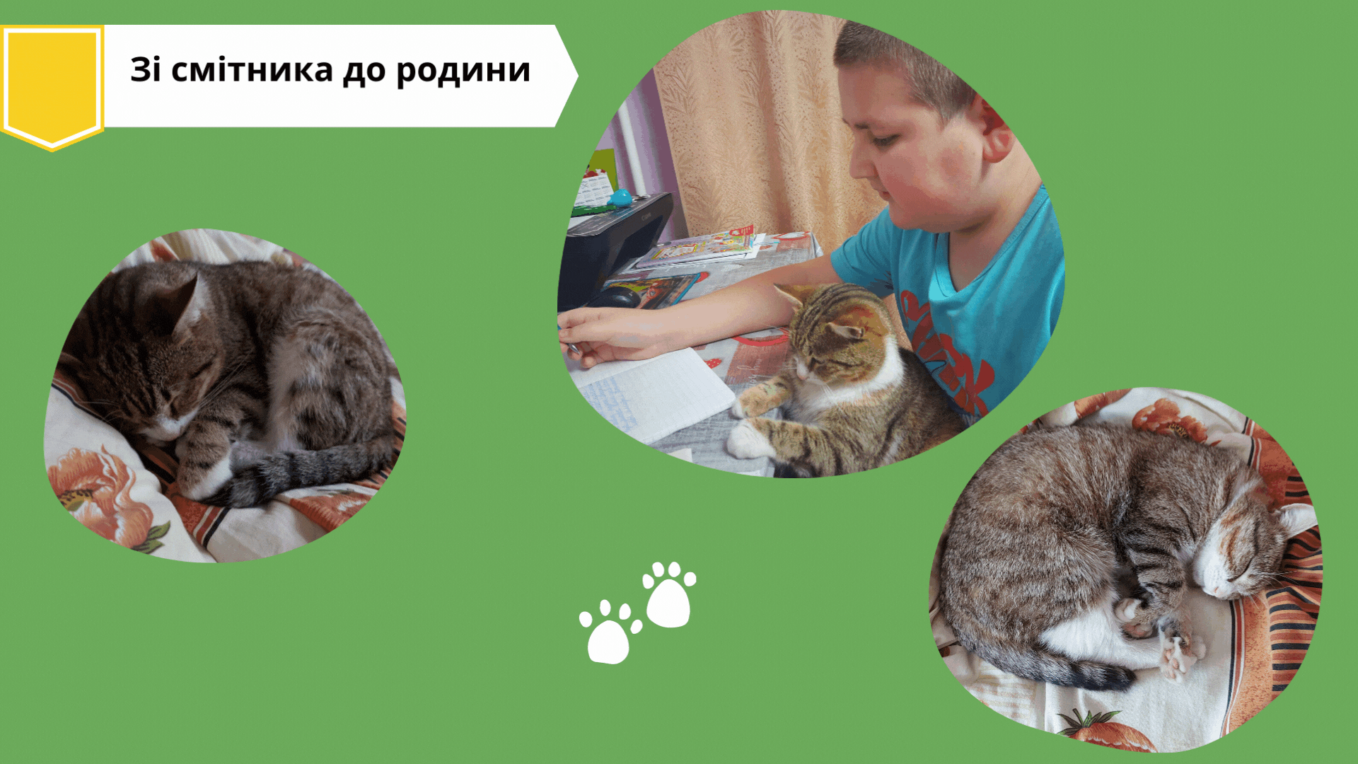 🟨 Кіт Мурчик потрапив до родини Савченко зі смітника у Маяках. 