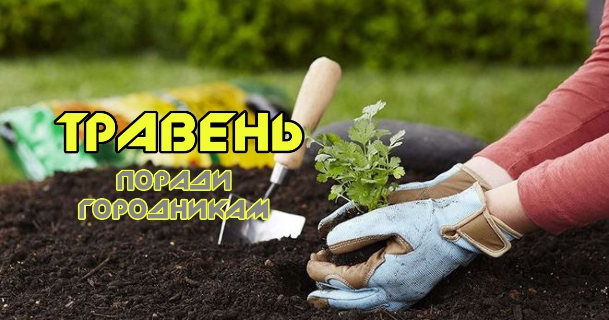 Посівний календар на травень: що і коли краще садити та сіяти