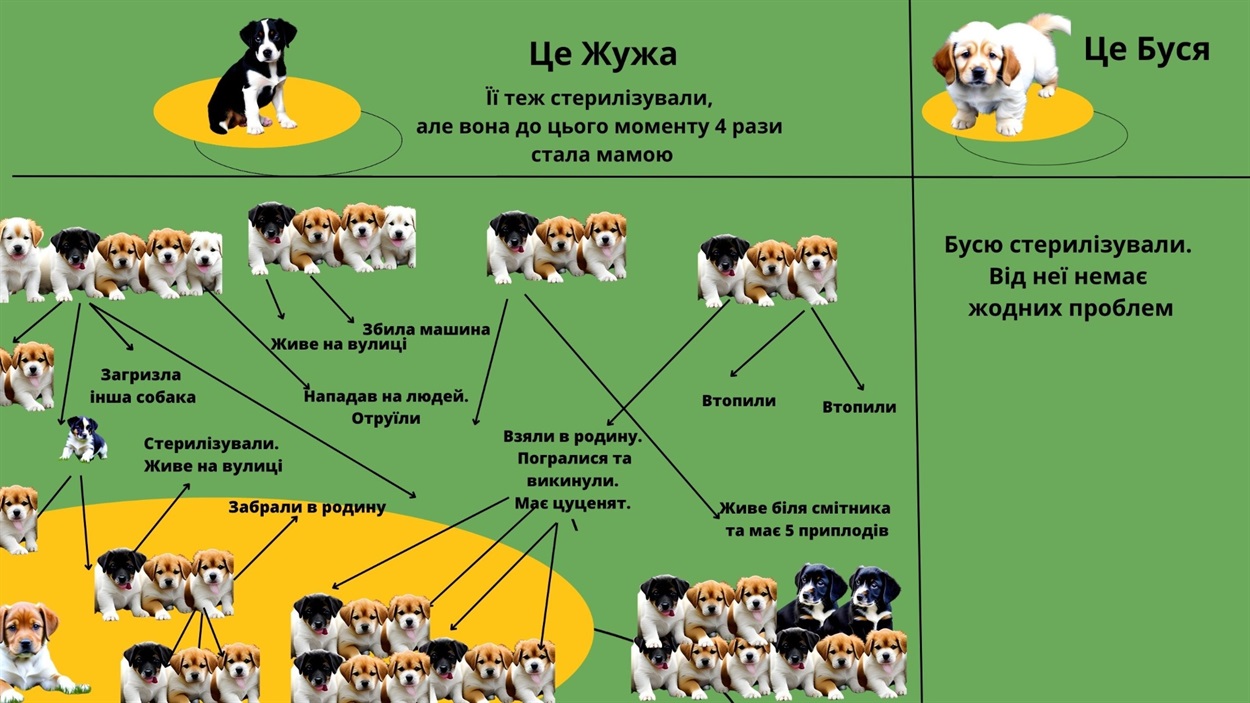 Десятки собак та котів гинуть під колесами, від хвороб, агресують від голоду, холоду - цього можна уникнути у разі вчасної стерилізації тварин 