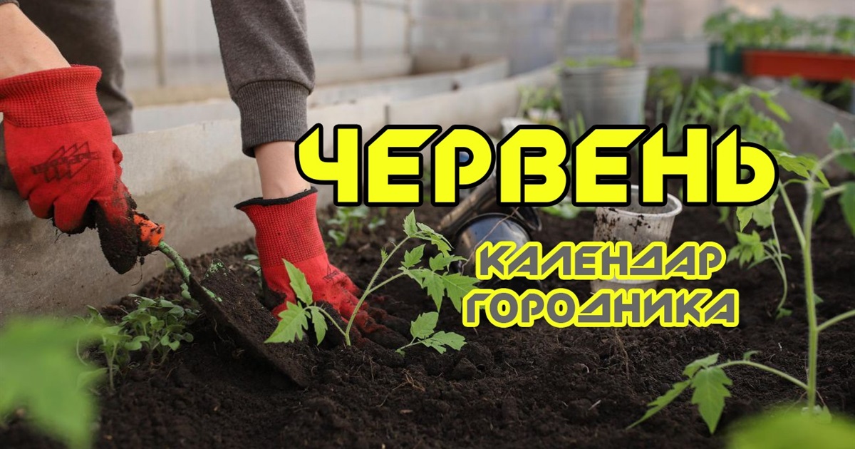 Місячний календар городника: що можна посіяти й посадити у червні?
