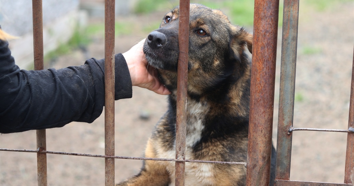 Вода для собак - це життя: як в умовах дефіциту води працює нікопольський притулок для тварин