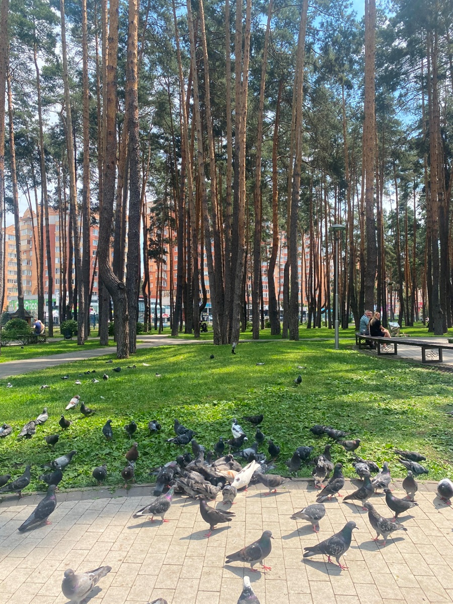 Центральний парк в Ірпені