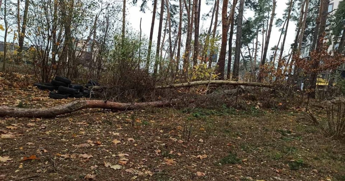 Комунальники уточнили, коли в парку Стельмаха в Ірпені приберуть повалені дерева
