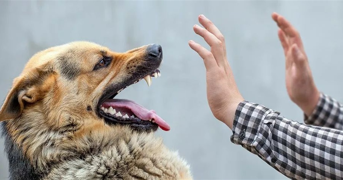 На Херсонщині виявили нові випадки сказу в тварин: як вберегти себе і улюбленців?
