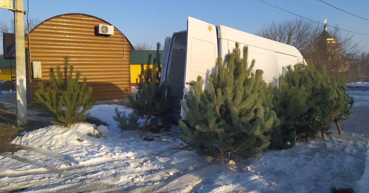 У Золотоноші відкрився «Ялинковий базар»
