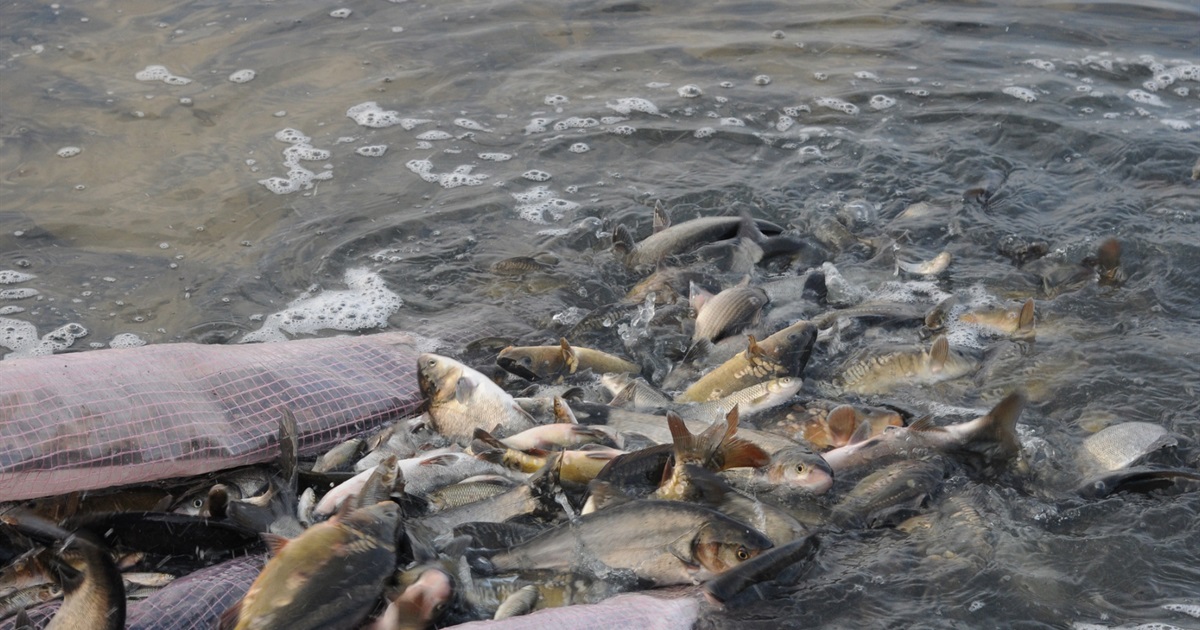 Після підриву Каховського водосховища потрібно відновлення затоплених заводів з розведення риби