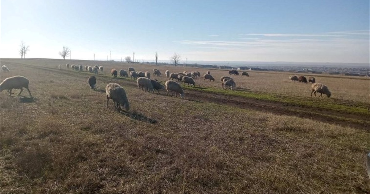 32 підприємиці Арцизу отримали мікрогранти завдяки Acted Ukraine. Які бізнеси підтримали?