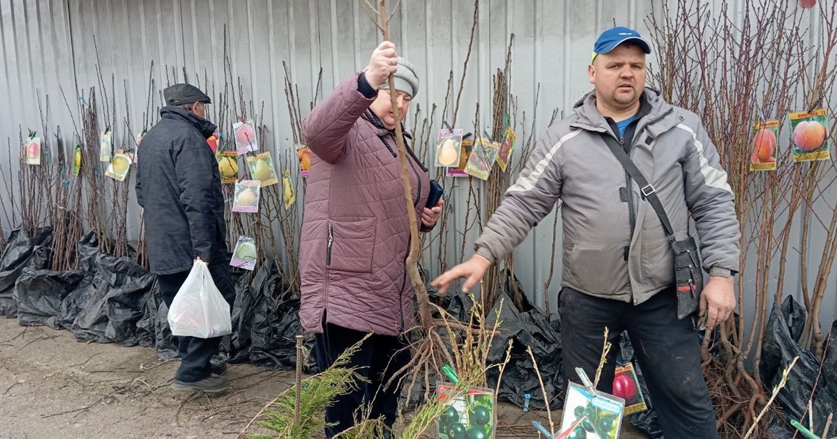 У Переяславі на базарі продавали саджанці гранату та персиків по 200 гривень, яблуні удвічі дешевше