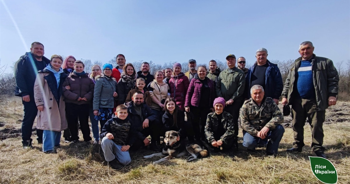 Як 4 тисячі гуляйпільських кленів перебралися на Дніпропетровщину? Розповідають у «Лісах України»
