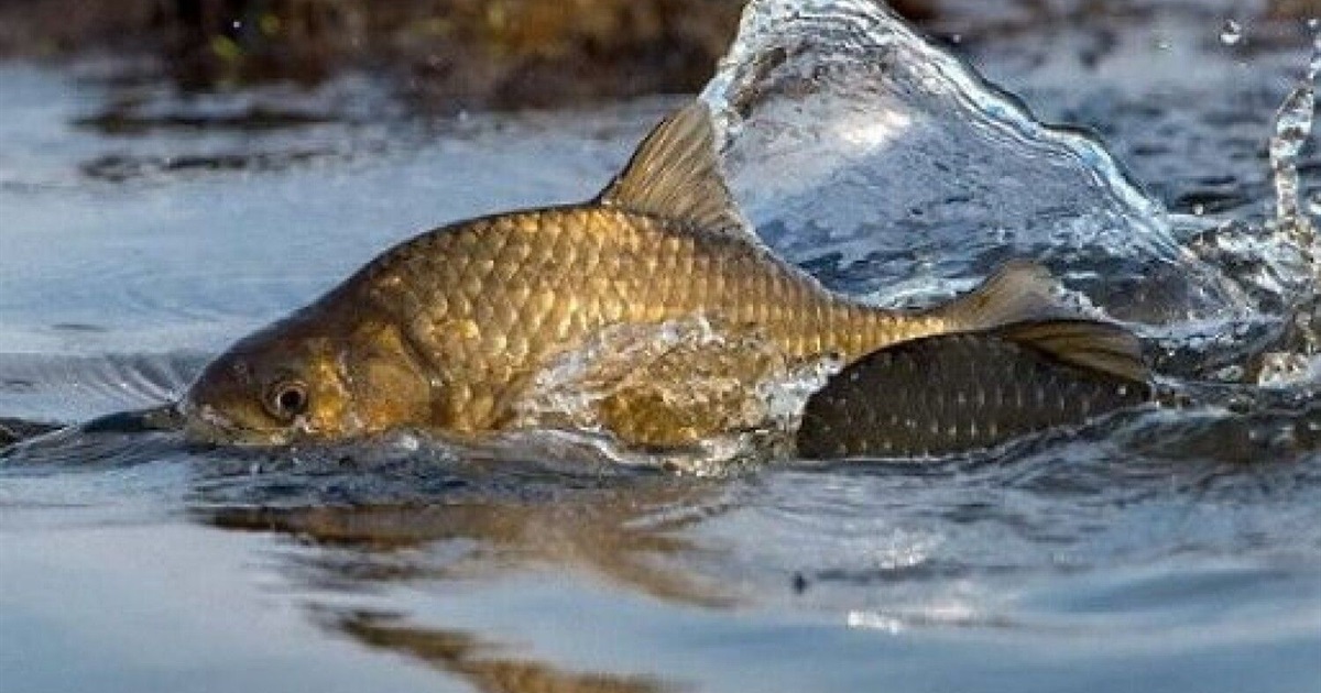 З 1 квітня діятиме нерестова заборона на вилов риби. У яких водоймах Півдня обмежать риболовлю?