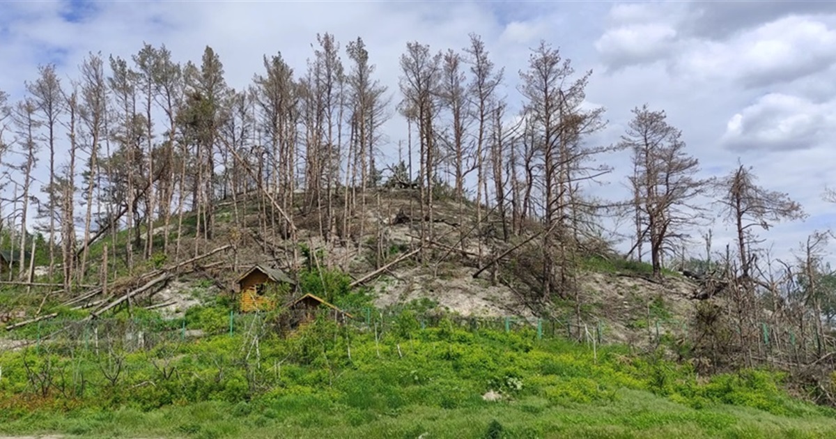 На лівобережжі Херсонщини масово вирубують ліси для укріплень. Які збитки нанесли окупанти?