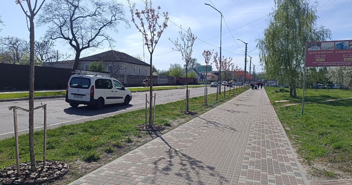 За день розквітне на повну алея рожевих сакур у Переяславі: приходьте відновити свої емоції