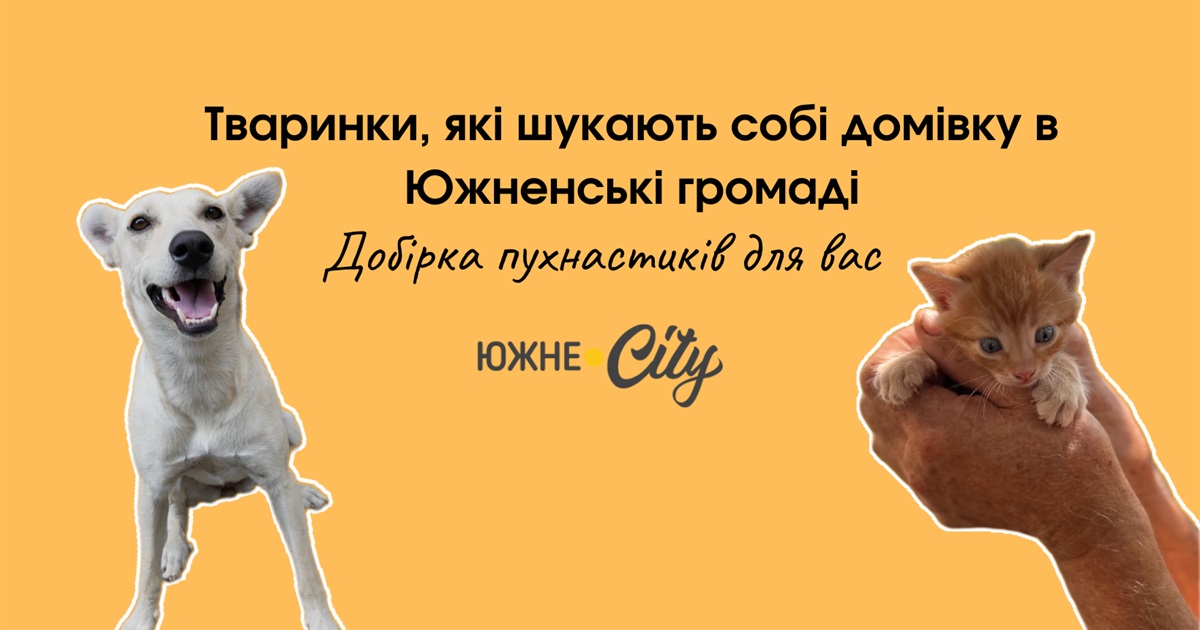 Вухаті та хвостаті, які шукають собі родину в Южненській громаді (ФОТО)