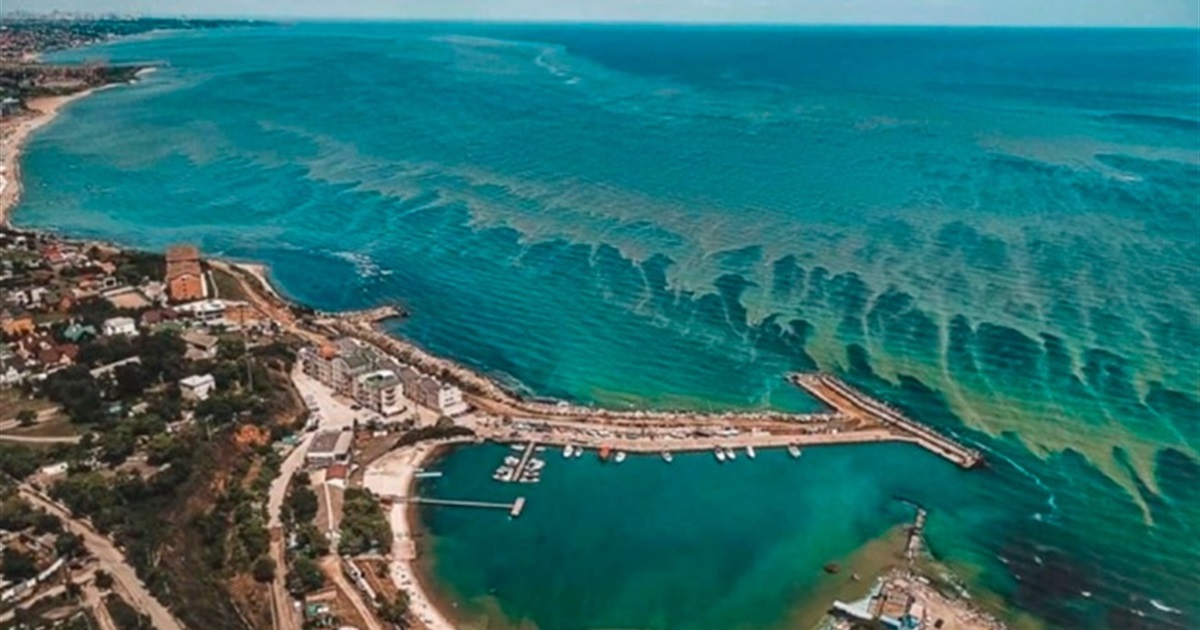 В липні у Чорному морі науковці зафіксували цвітіння води: до Одеси воно, на щастя, не дісталось