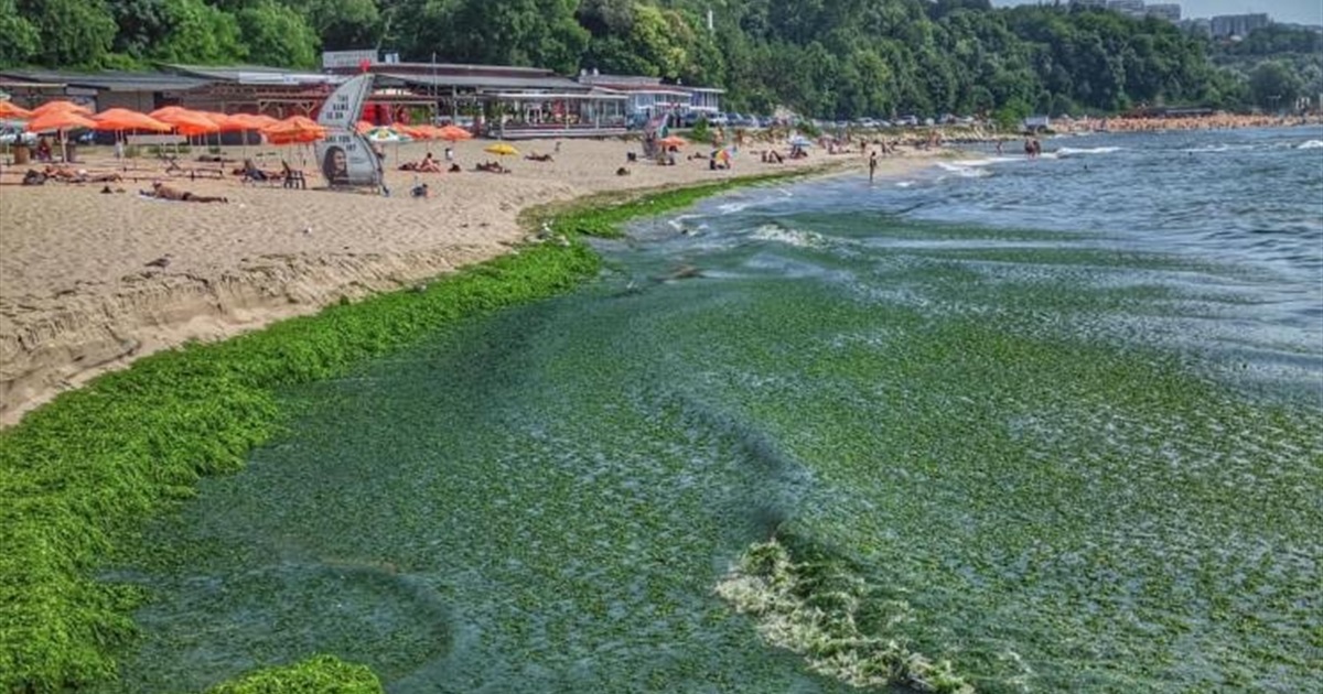 "Зелений суп". В Болгарії пляжі вкрилися тоннами водоростей