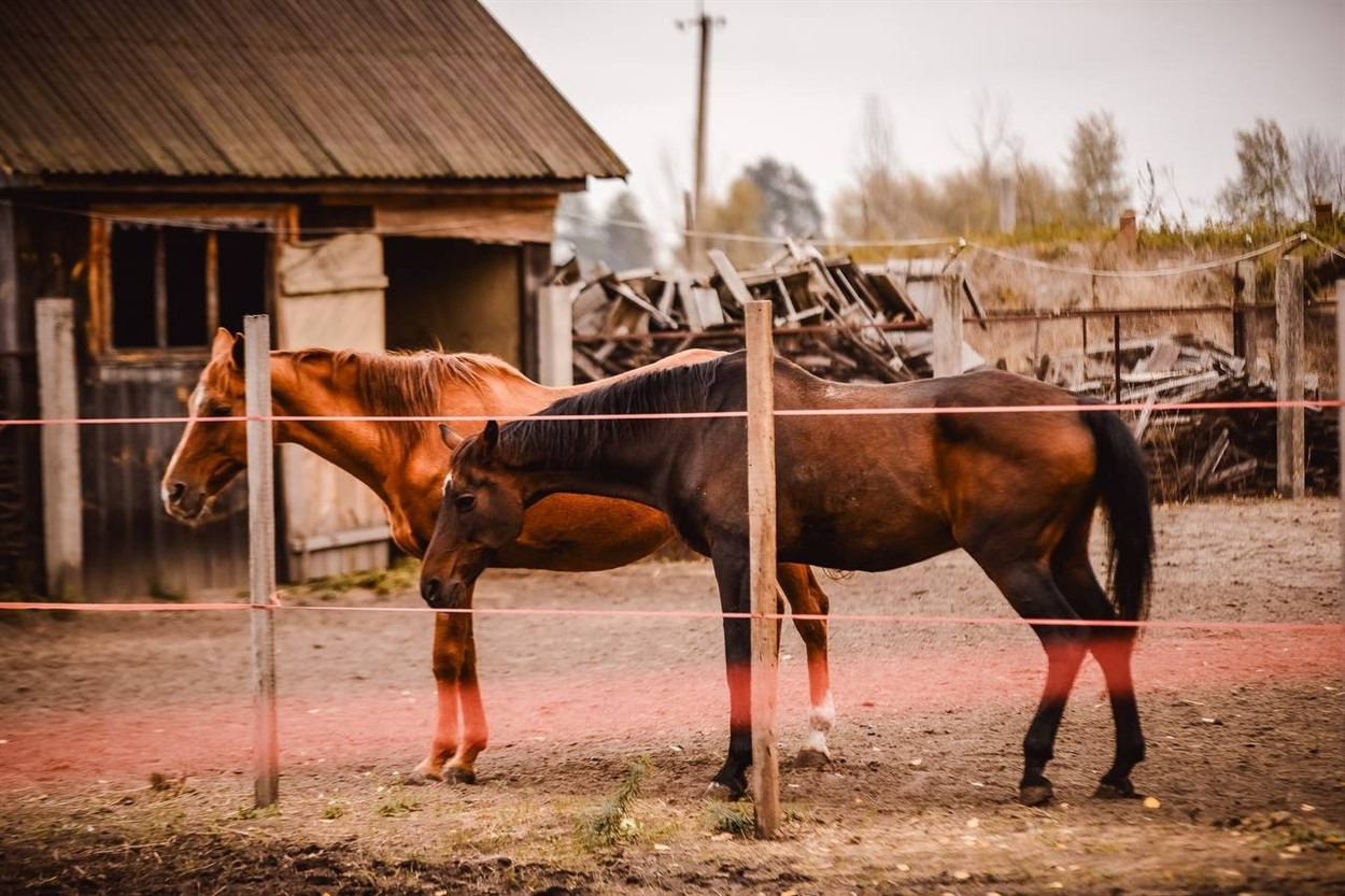 Решар і Росинка