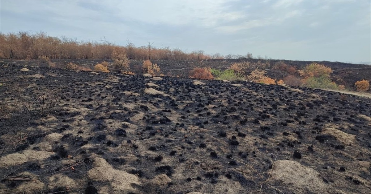 Рекордна кількість пожеж. Наслідки війни для Національного заповідника “Хортиця”