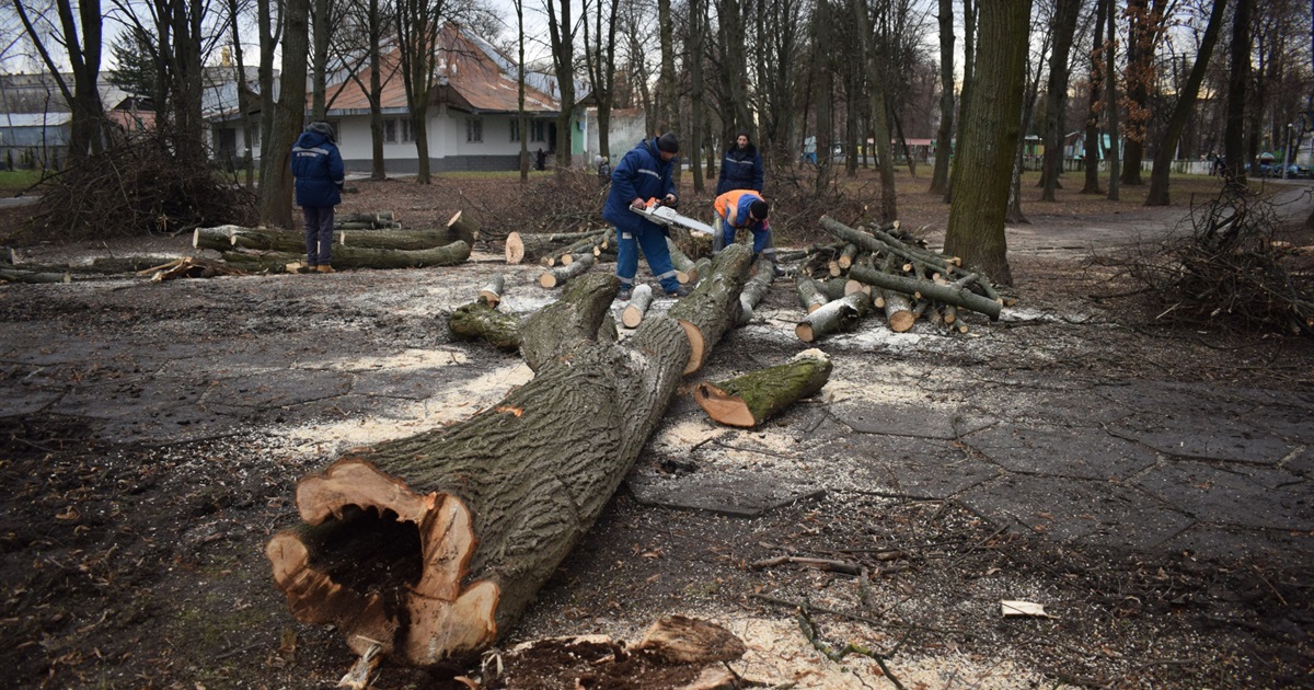 Небезпечні дерева та нашестя ворон: у Звягелі взялися за розчищення центрального парку