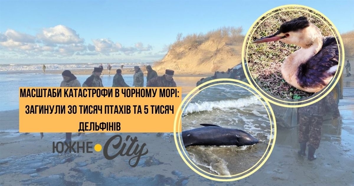 Масштаби катастрофи в Чорному морі: загинули 30 тисяч птахів та 5 тисяч дельфінів