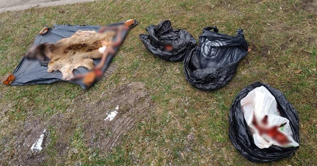 Корюківські поліцейські затримали чоловіка зі Сновщини, у якого виявили впольовану самицю косулі